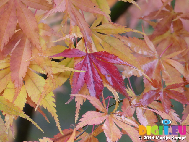 FZ009457 Single red leaf among yellow leafs